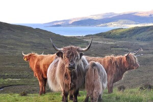 Highland cows