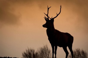 A stag on a hillside