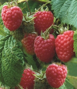 Raspberry